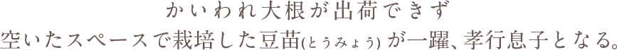 かいわれ大根が出荷できず空いたスペースで栽培した豆苗(とうみょう)が一躍、孝行息子となる。