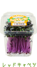 レッドキャベツ