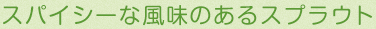 スパイシーな風味のあるスプラウト