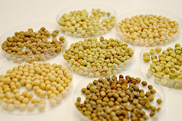 世界中のえんどう豆から品種を厳選