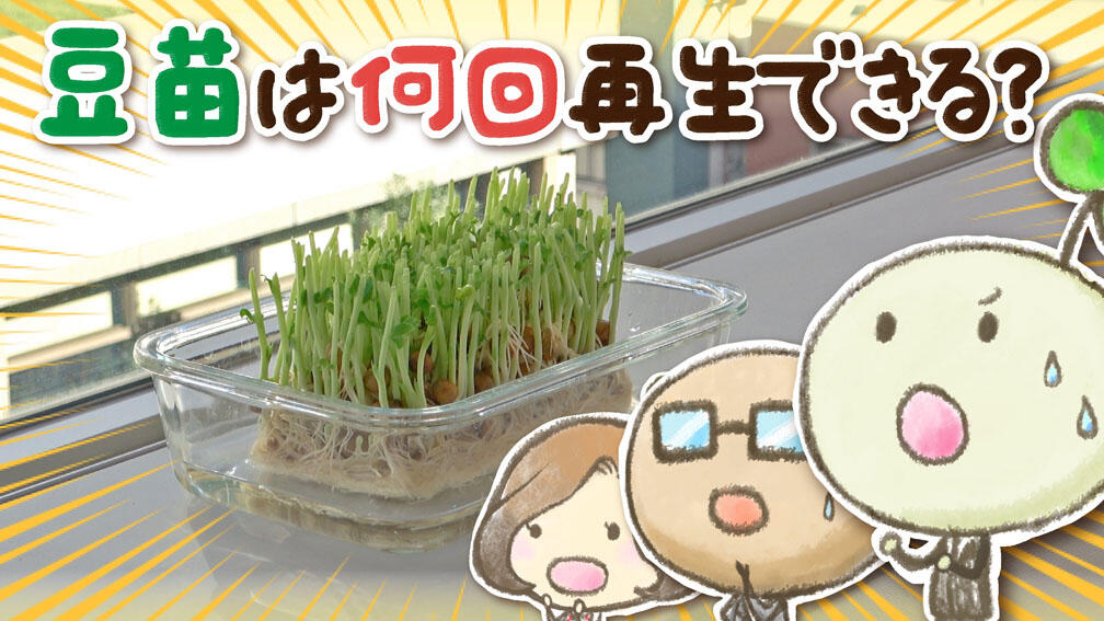 4．動画例_豆苗は何回再生できる？.jpg