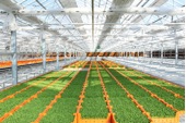 昨年12月にオープンした最先端の豆苗専用植物工場（山梨県北杜市）