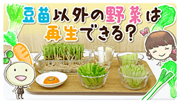 豆苗以外の野菜は再生できる？【村上農園 自由研究部】