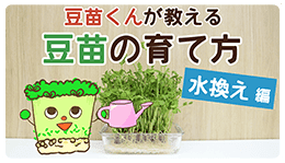 豆苗くんが教える！失敗しない豆苗の育て方【水かえ編】