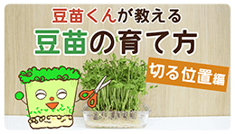 豆苗くんが教える！失敗しない豆苗の育て方【切る位置編】