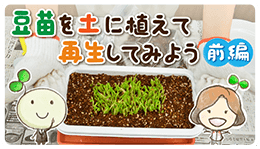 豆苗を土に植えて再生してみよう（前編）【村上農園 自由研究部】