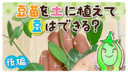 豆苗を土に植えて豆はできる？≪後編≫【村上農園 自由研究部】