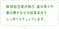 栽培担当者が毎日、茎の長さや葉の開きなどの成長具合をしっかりとチェックします。