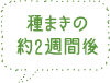 種まきの約2週間後