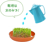 栽培は水のみで！