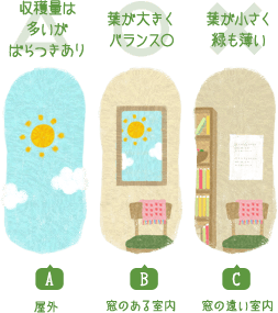 A:屋外=△収穫量は多いがばらつきあり B:窓のある室内=○葉が大きくバランス○ C:窓の遠い室内=×葉が小さく緑も薄い