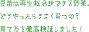 豆苗は再生栽培ができる野菜。どうやったらうまく育つの？育て方を徹底検証しました！