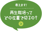 教えます！再生栽培ってどの位置で切るの？