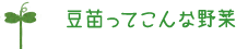 豆苗ってこんな野菜