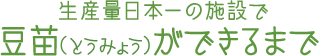 生産量日本一の施設で 豆苗（とうみょう）ができるまで