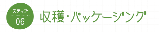 ステップ06 収穫・パッケージング