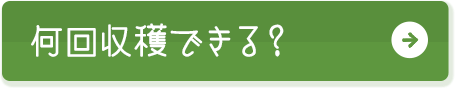 何回収穫できる？