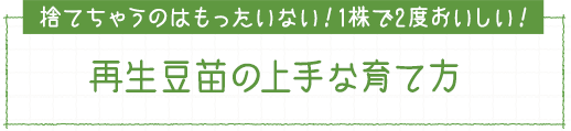 捨てちゃうのはもったいない！1株で2度おいしい！ 再生豆苗の上手な育て方