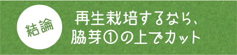 結論 再生栽培するなら、脇芽①の上でカット