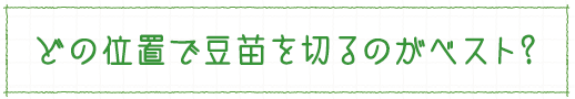 どの位置で豆苗を切るのがベスト？