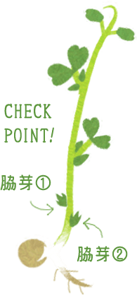 CHECK POINT! 脇芽１ 脇芽２