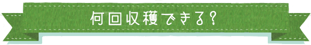 何回収穫できる？