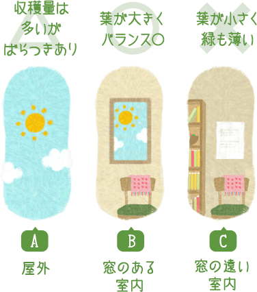 A:屋外=△収穫量は多いがばらつきあり B:窓のある室内=○葉が大きくバランス○ C:窓の遠い室内=×葉が小さく緑も薄い