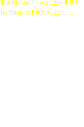 夏は1日2回以上、そのほかの季節も1日に1回は水を替えてください。水替えのポイントは水の量。豆まで水に浸った状態は、豆が腐る原因になるので、根だけが浸る水位を目安に、容器に水を注いでください。その際、蒸発した分を足していくのではなく、水を完全に入れ替えて！植物の育成のために必要なものは、水・空気・光・温度。とりわけ水は大切な要素です。きれいな水で清潔な状態を保ち、おいしい豆苗を育てましょう！