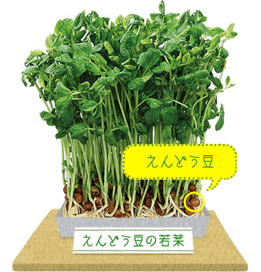 豆苗ってこんな野菜 豆々研究室 豆苗研究会