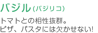 バジル (バジリコ）トマトとの相性抜群。ビザ、パスタには欠かせない!