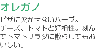 オレガノ ビザに欠かせないハーブ。チーズ、トマトと相性が良い刻んでトマトサラダに散らしてもおいしい。