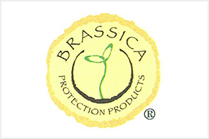 brassica