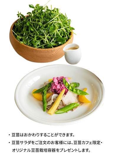 豚しゃぶと彩り野菜の豆苗サラダ〜豆乳味噌ドレッシング〜